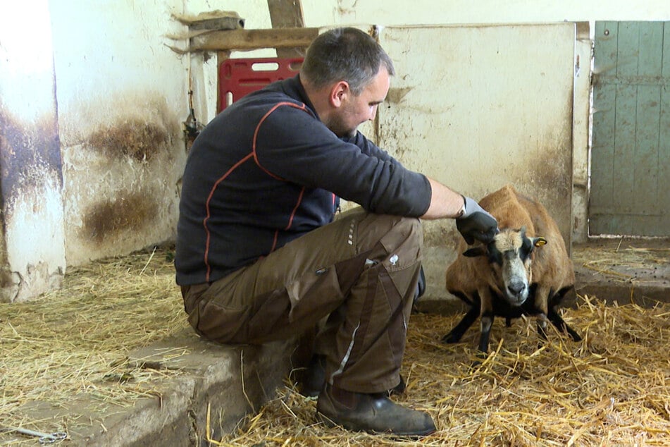 Ein zweites Schaf wurde am Hals verletzt. Marc Janz (40) musste es einschläfern lassen.