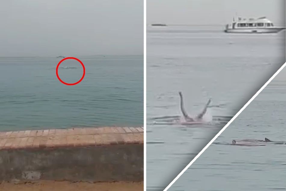 Es war entsetzlich: Der Angriff fand in Strandnähe statt. Immer wieder drückte der Killer-Hai den jungen Mann unter Wasser. Geschockte Badegäste mussten alles mitansehen!