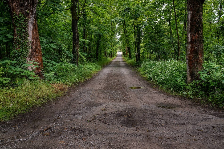 Bislang gleichen die Wege in der Dresdner Heide eher Schotterpisten.