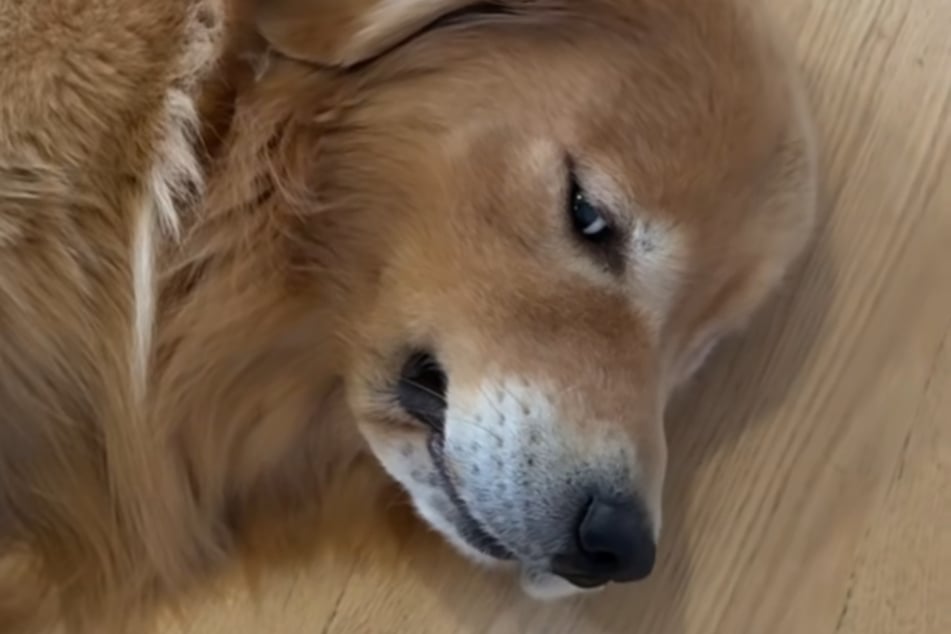 Was für ein Griesgram: Golden Retriever Frankie wirkt total genervt.