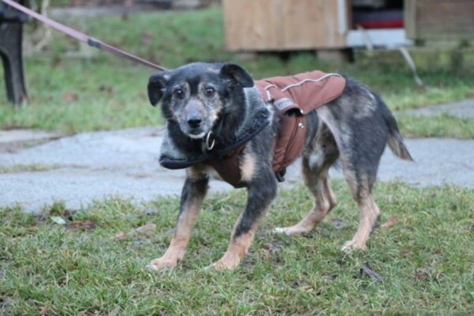 Rysik sehnt sich nach einem ruhigen, liebevollen Zuhause.