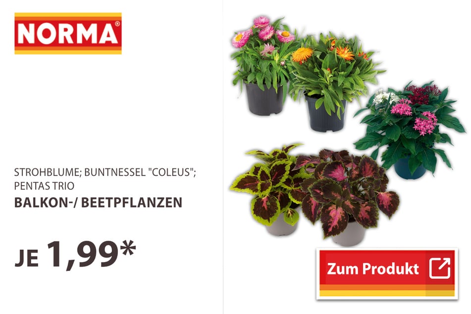 Balkon- oder Beetpflanzen