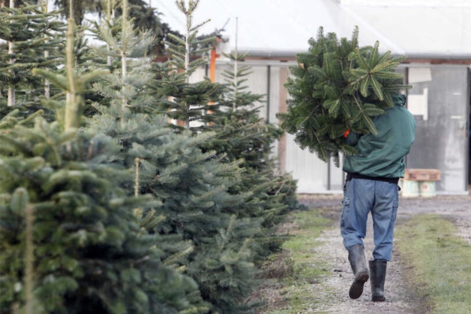 Diebe klauen 37 Weihnachtsbäume, nur die hässlichen werden dagelassen