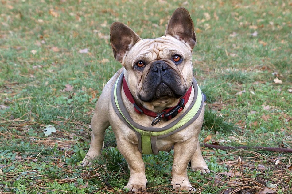 Aufgrund von Qualzucht musste Tina (3) aus einer Massentierhaltung gerettet werden. An den Folgen leidet die Hündin ein Leben lang.