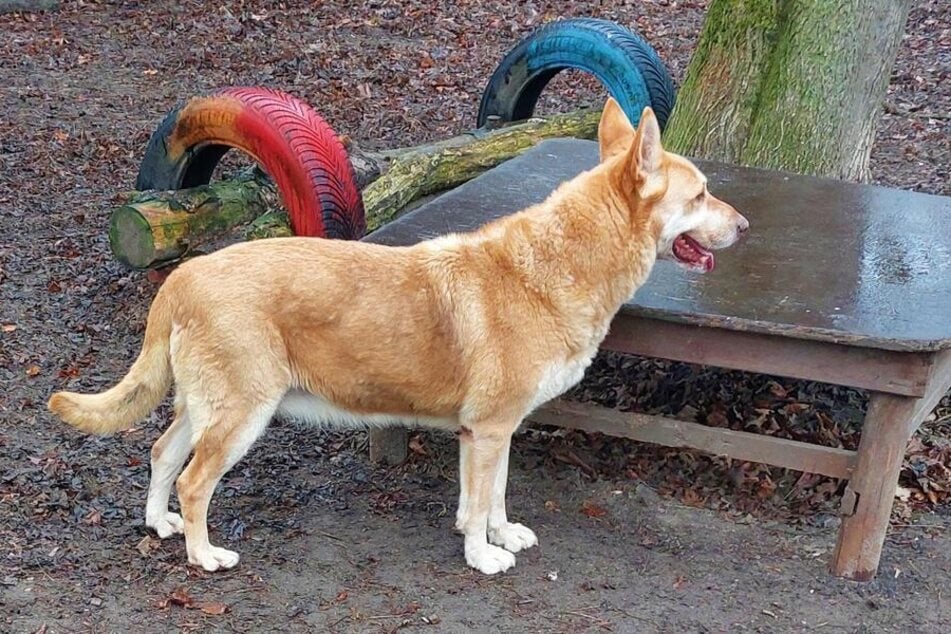 Die Hündin hat eine traurige Vergangenheit hinter sich.
