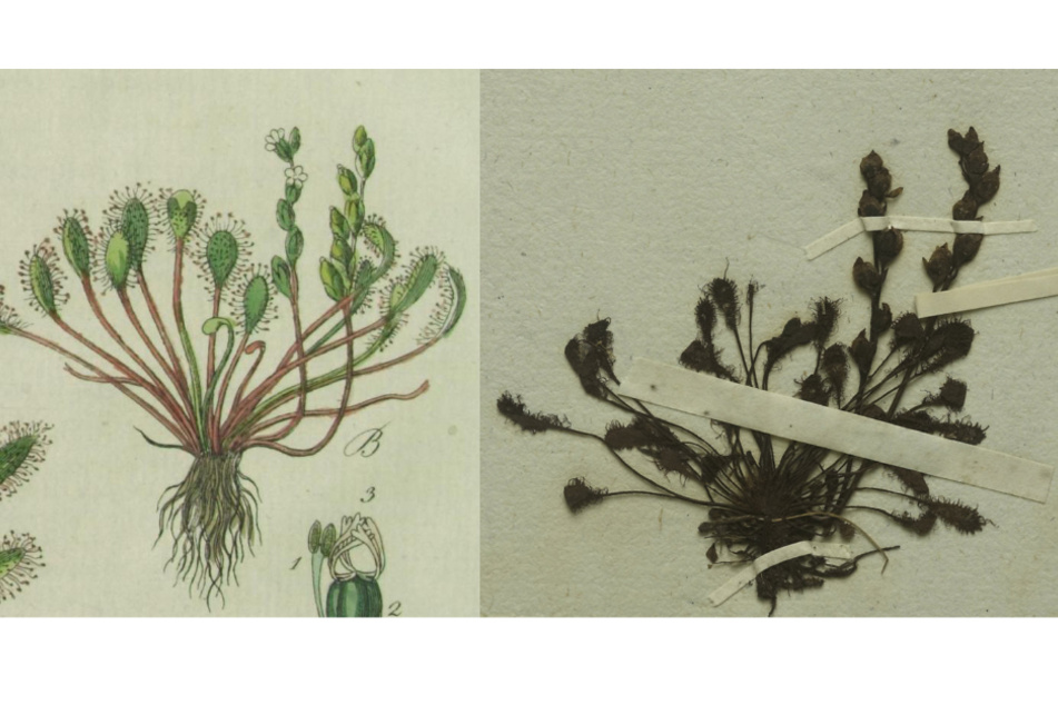 Der Mittlere Sonnentau (Drosera intermedia), links, wie von F.G. Hayne in der Erstbeschreibung von 1798 gezeichnet und von J.S. Capieux graviert, rechts der dazu passende, nun entdeckte Herbarbeleg aus der Botanischen Staatssammlung München.
