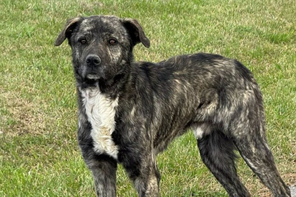 Nach dem Rettungseinsatz wurden die drei Vierbeiner in eine Tierklinik gebracht.