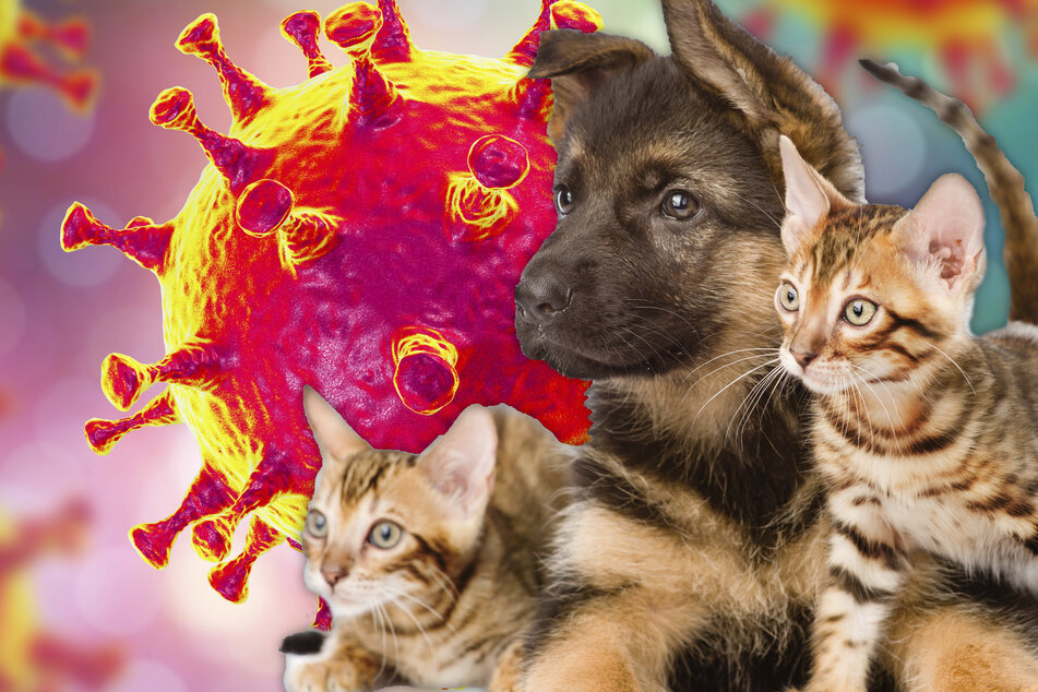 Schock für Tierfreunde! Müssen Hund und Katze bei Corona-Infektion eingeschläfert werden?