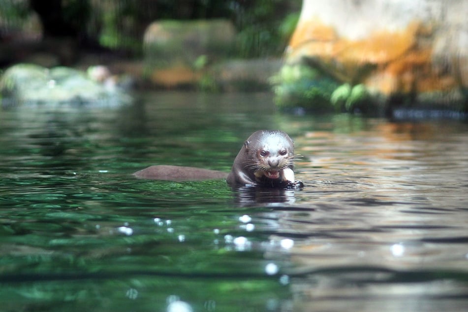 Arno wurde in Deutschland geboren, soll sein restliches Leben aber in seinem natürlichen Lebensraum in Südamerika verbringen.