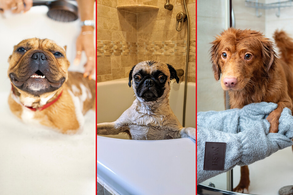 How should you bathe your dog, and how often should it be done?