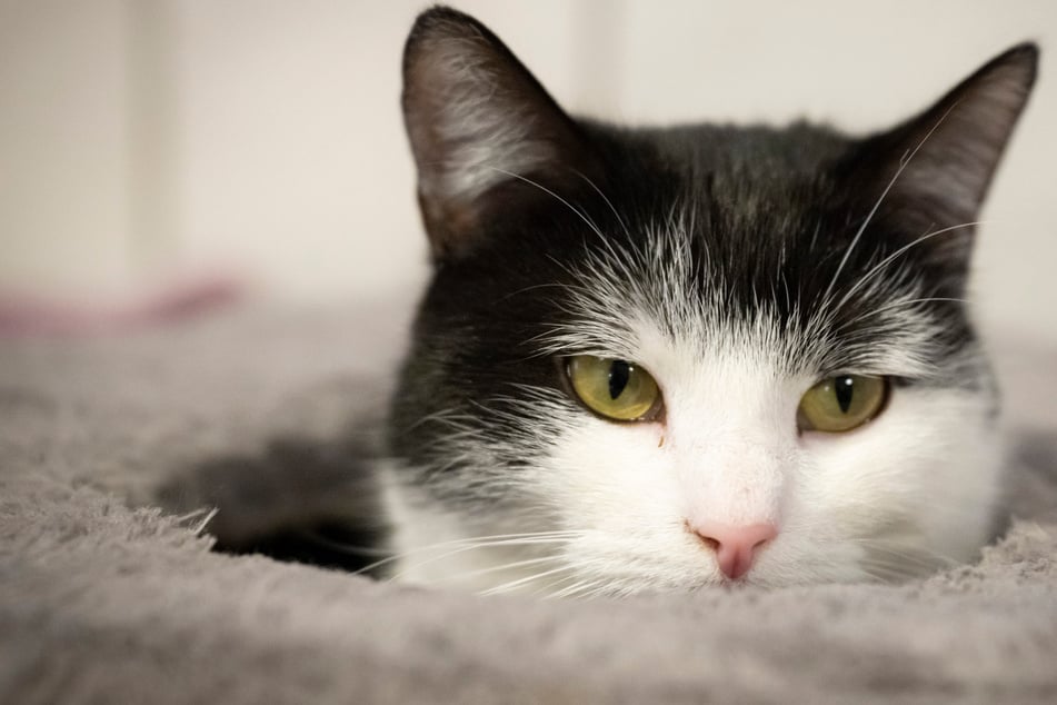 Neues Zuhause für Shila: Reiselustige Katze ist auf dem Weg nach Schweden