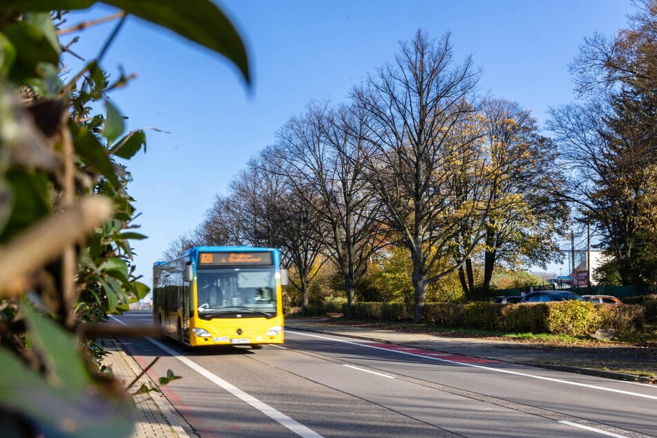 In der Werner-Seelenbinder-Straße sollen demnächst Straßenbäume gefällt werden.