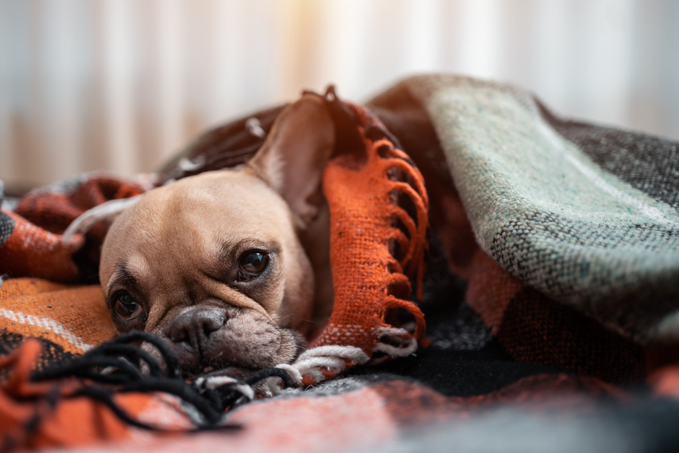 Wer seinen Hund ins Bett lässt muss dafür sorgen, dass der Vierbeiner genug frische, kühle Luft bekommen kann.