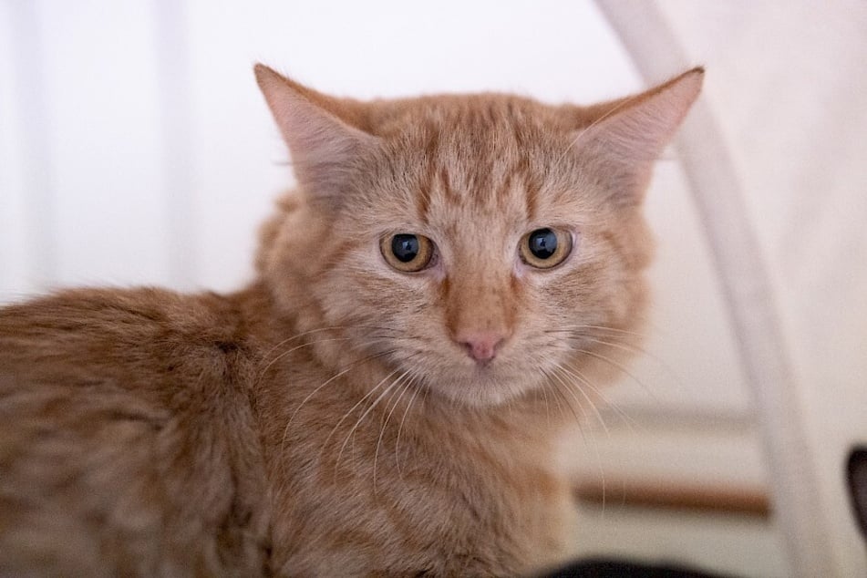 Weil sie die Erwartungen ihrer Adoptanten nicht erfüllen konnten, landeten die beiden Kater Kai und Uwe nach ihrer Vermittlung wieder im Tierheim Troisdorf.