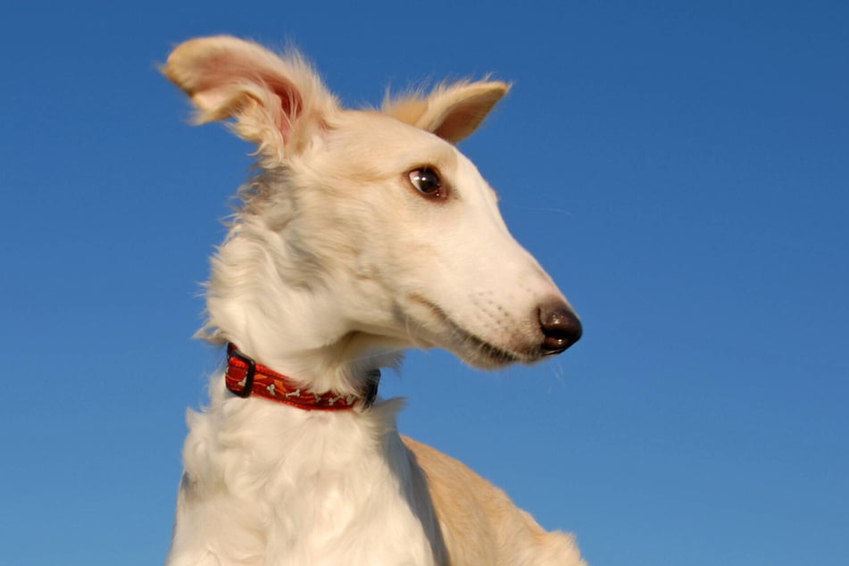 Borzoi puppies look incredibly young and incredibly cute.