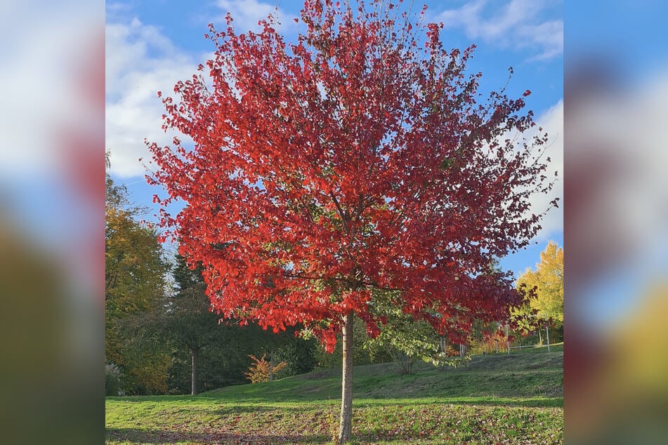 Nach solchen herbstlichen Augenweiden (hier ein Rot-Ahorn) sucht die Stadtverwaltung mit ihrem Wettbewerb. (Symbolbild)