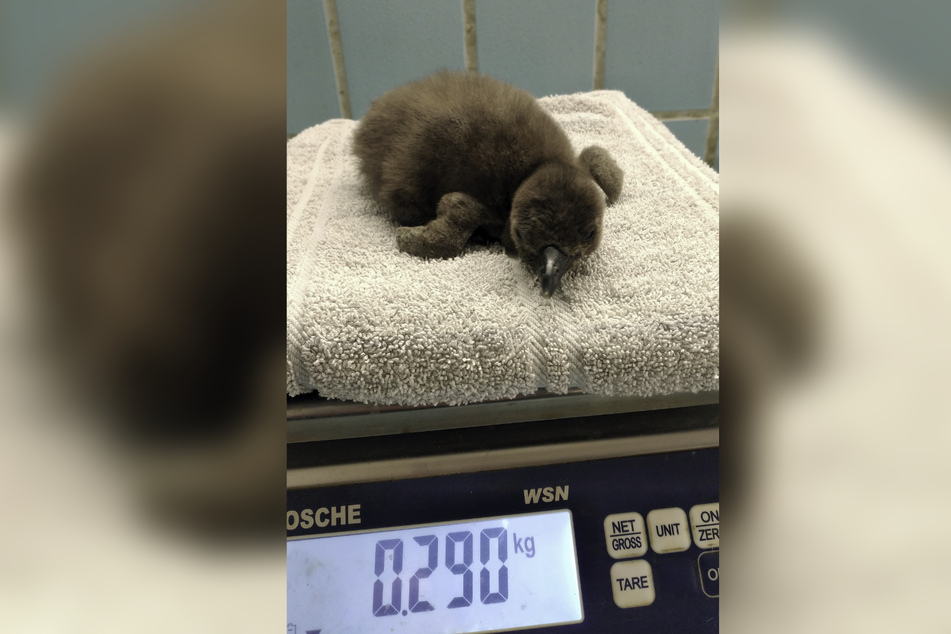 So sieht einer der beiden Pinguin-Küken aus. 290 Gramm bringt der bereits fünf Wochen alte Vogel auf die Waage.