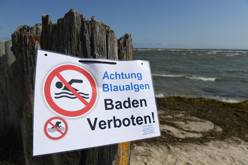 Gefahr für Badegäste! Warme Ostsee fördert giftige Blaualgen