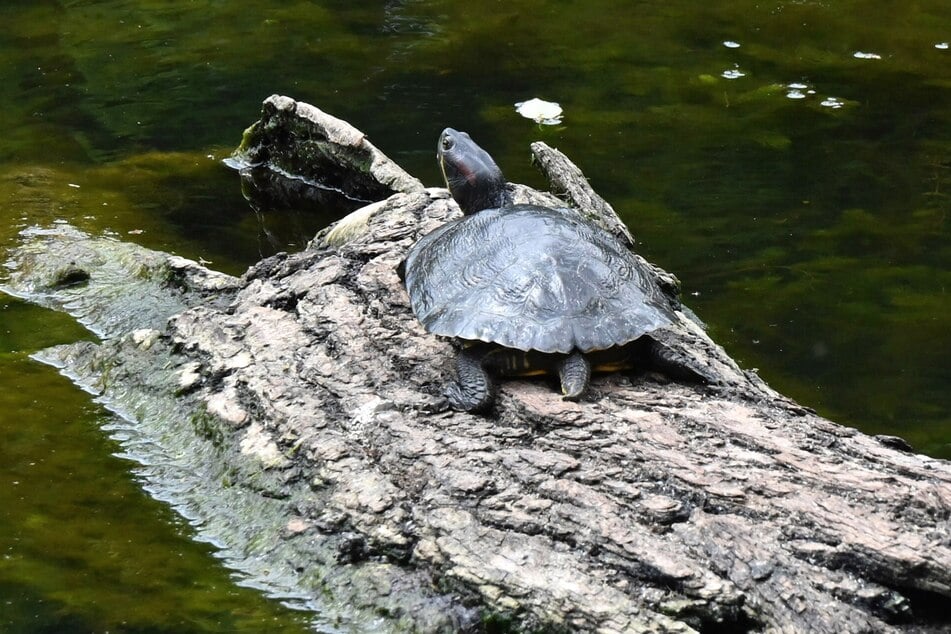 Eine Rotwangen-Schmuckschildkröte sonnt sich im Teich des Arthur-Bretschneider-Parks.