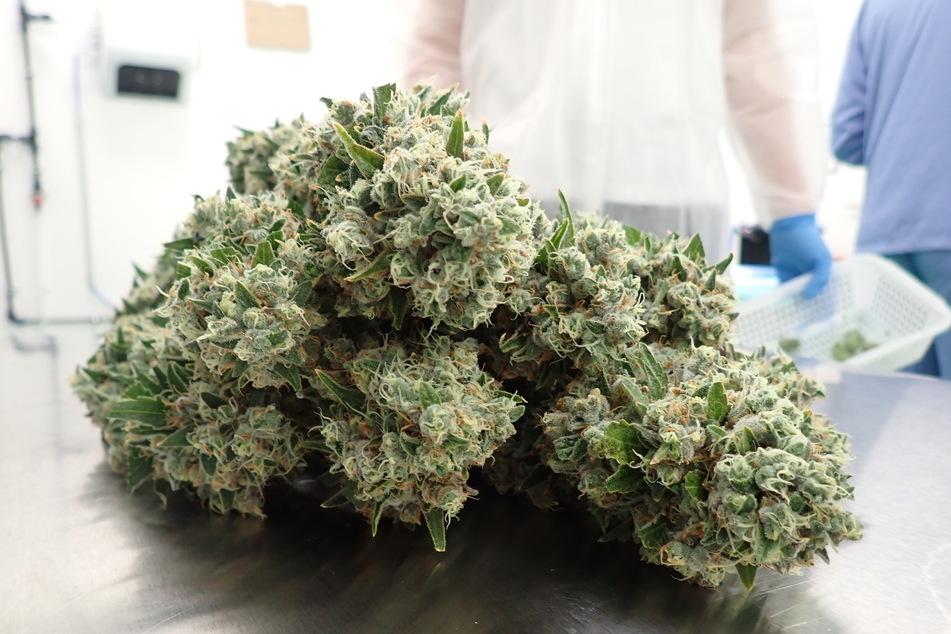 Nach Studien von US-Forschern soll Cannabis auch bei einer Corona-Erkrankung helfen. Medizinisches Cannabis in Form von Blüten ist in Deutschland seit 2017 erlaubt. Die neue Bundesregierung will auch den Verkauf von Cannabis an Erwachsene zu Genusszwecken legalisieren.