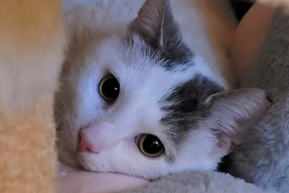 Eine weitere Katze oder Kater soll es in seinem neuen Zuhause nicht geben.