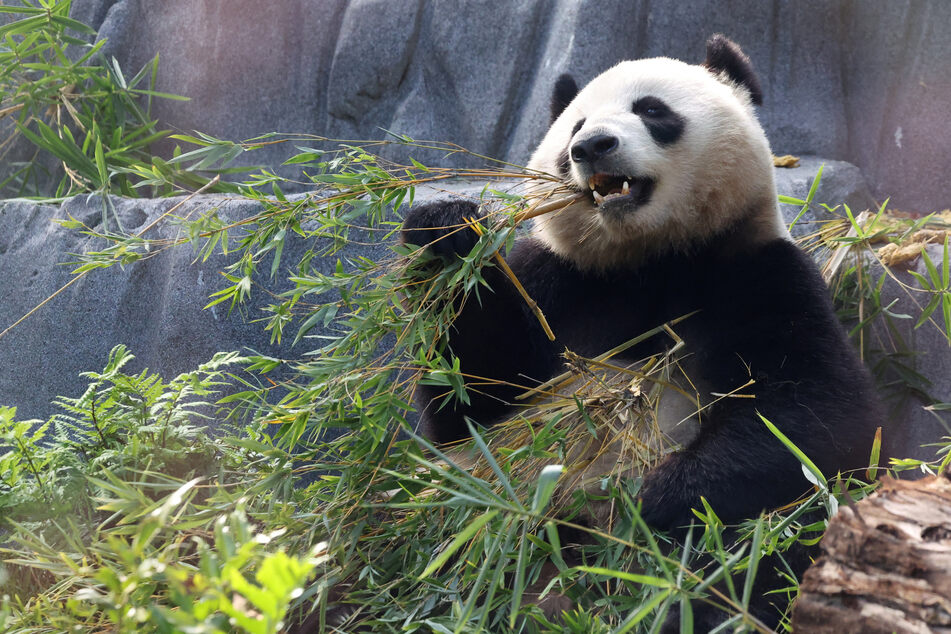 Xin Bao eats in the Panda Ridge enclosure at the San Diego Zoo in California.