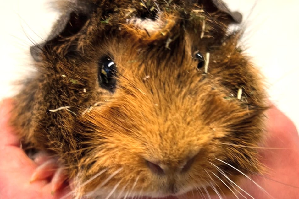 Vor wenigen Wochen wurde Amy in einer kleinen Kiste gefunden und im Bergheimer Tierheim abgegeben.