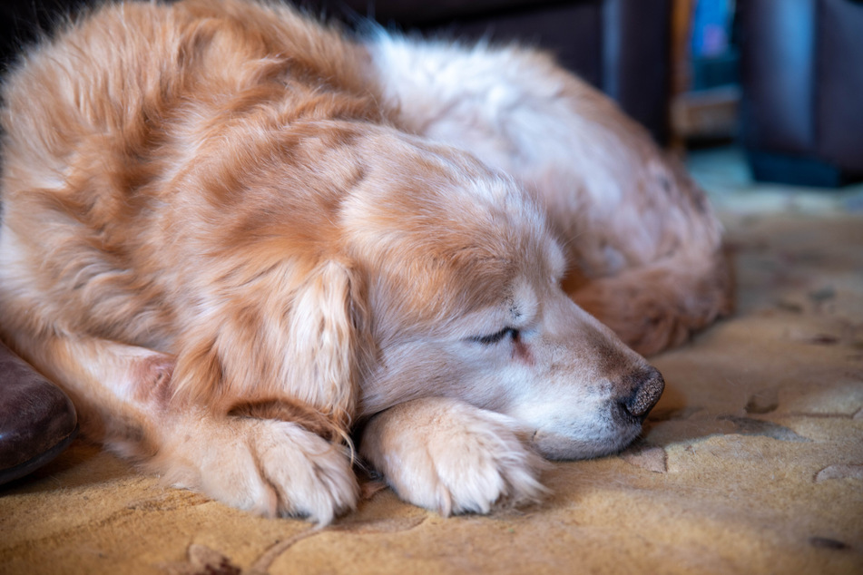 Kann "Loyal" wirklichen den Alterungsprozess von Hunden verlangsamen?