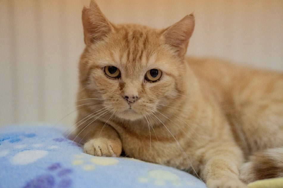 Kater Michael hat seinen eigenen Kopf - und das zeigt der hübsche Vierbeiner auch deutlich.