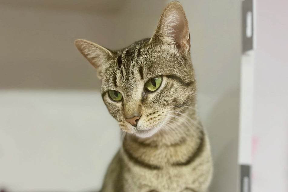 Katze Blue brauchte Wochen, um ihre Scheu gegenüber Menschen abzulegen. Jetzt darf man sie sogar streicheln.
