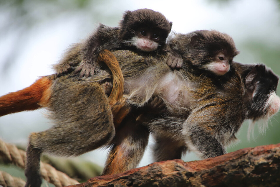 So niedlich! Im Tierpark Hagenbeck seht ihr einige Bewohner jetzt von ganz nah!