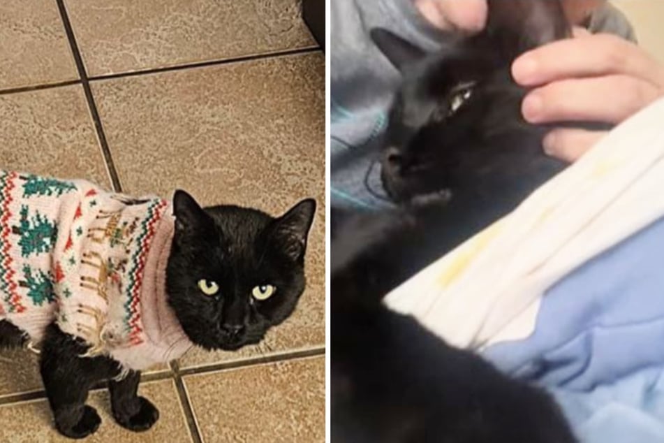 Outdoor cat baffles family after coming home in new clothes!