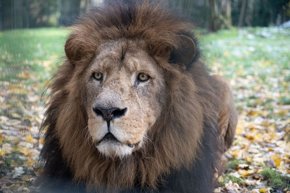 Der Zoo Stralsund nimmt Abschied von seinem Löwen Mufasa (†16).