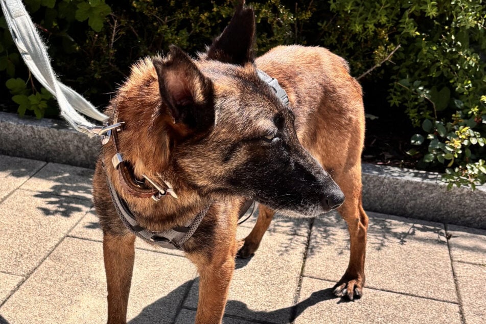 Maeve sufre debido a la situación en el refugio de animales.