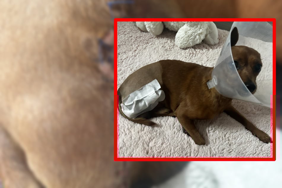 Schwerer Beißvorfall in Stuttgart: Hund verliert Bein - Das fordert PETA jetzt