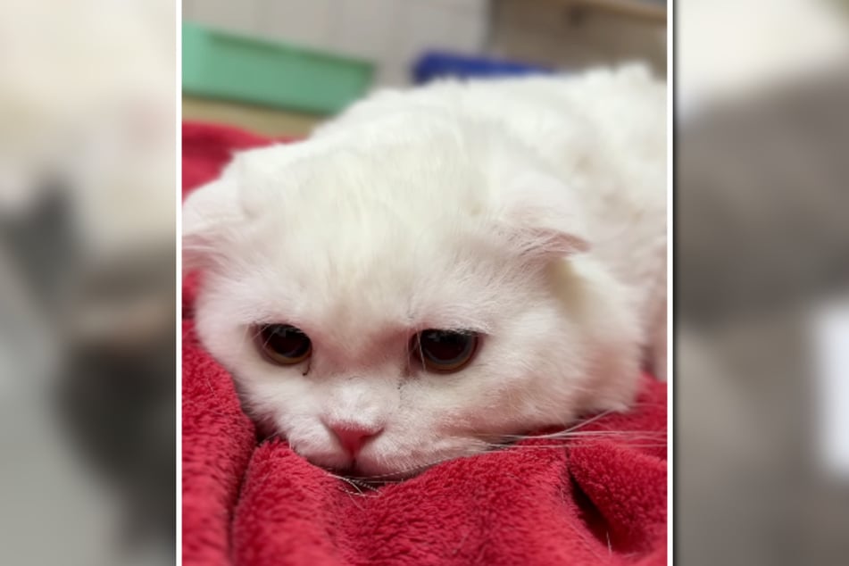 Un poco más cansado, pero bien: todos los gatos han superado las cirugías sin problemas.