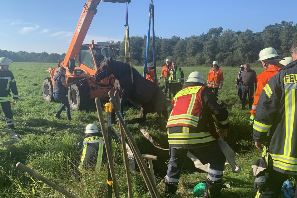 Einsatzkräfte der Feuerwehr bergen das Pferd aus dem Graben.
