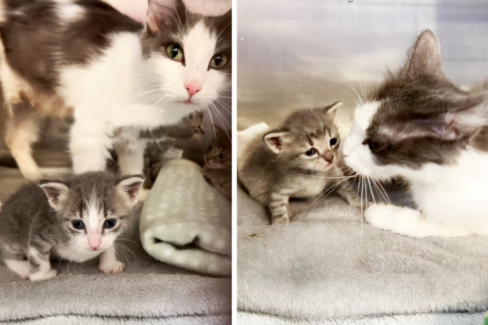 Die Streunerin und der Wurf verwaister Babykatzen wurden am selben Nachmittag ins Tierheim gebracht.