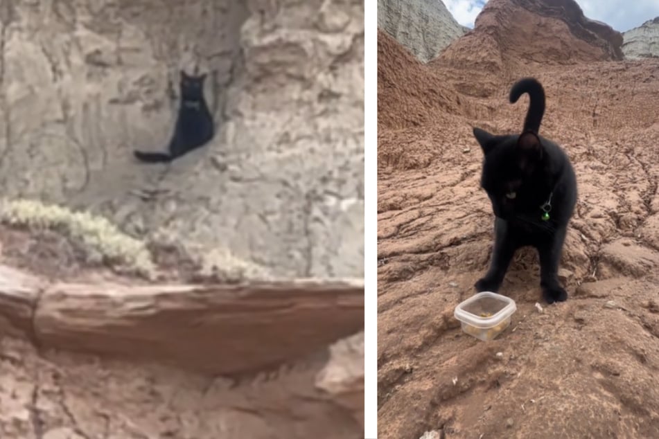 Cat owner is shocked to see his pet on a cliff!