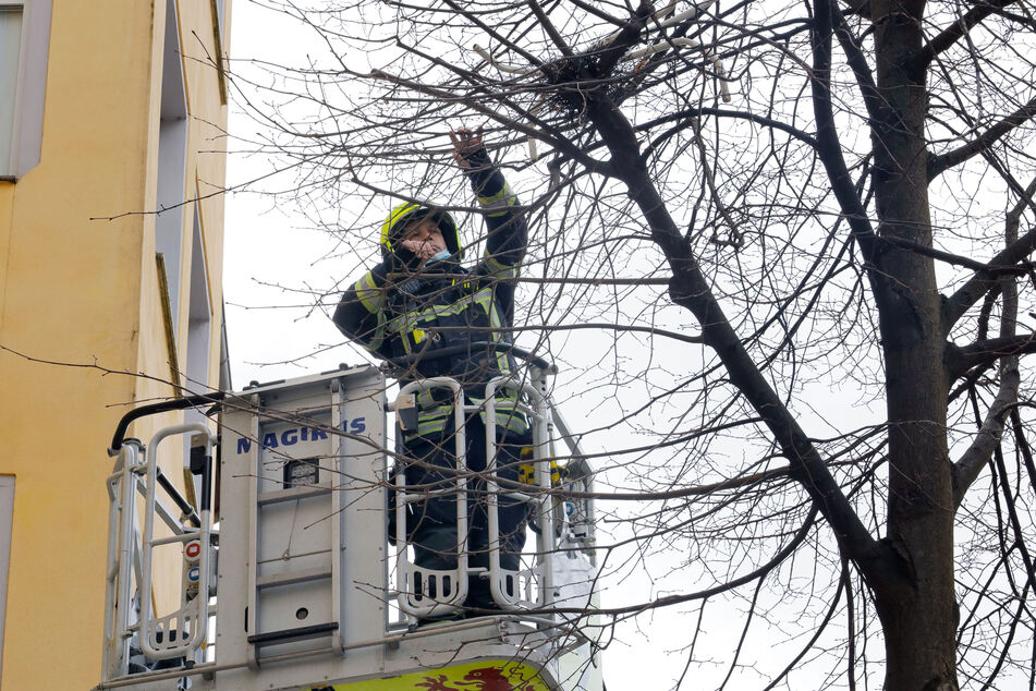 Mit einer Drehleiter holte ein Feuerwehrmann das Tischgestell vom Baum.