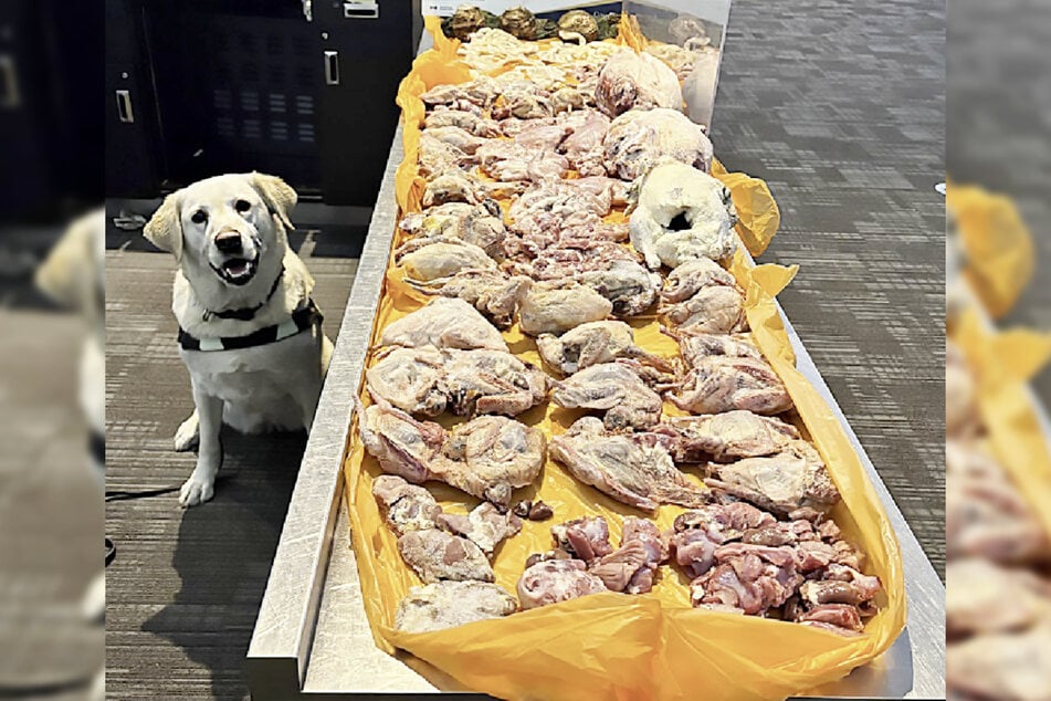 Czteronożna Dharla pochwaliła się, fotografując się dumnie obok swojej zdobyczy.