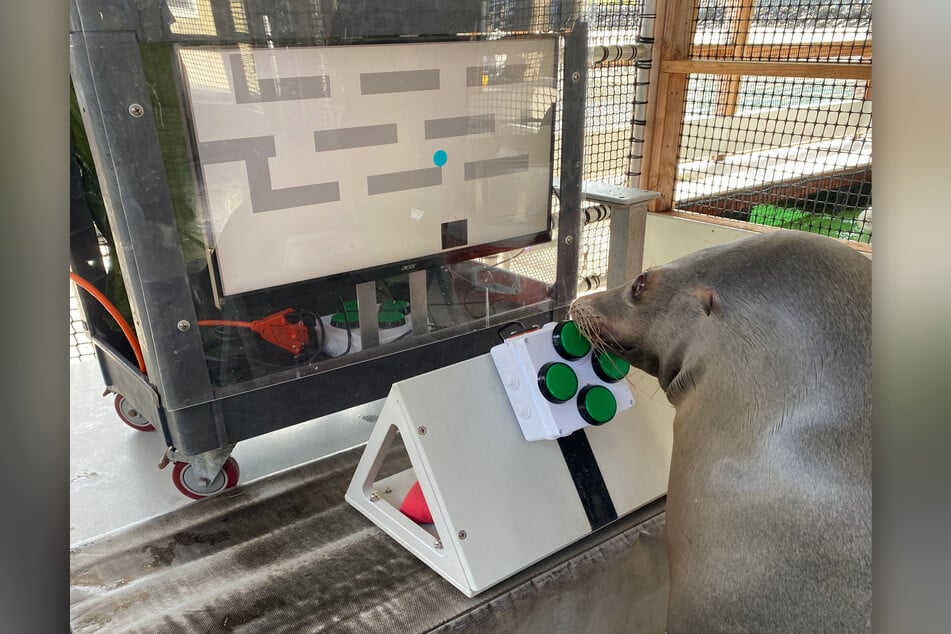 The "EVE system" is a computer game for sea lions, it was reportedly designed to help the animals relax.