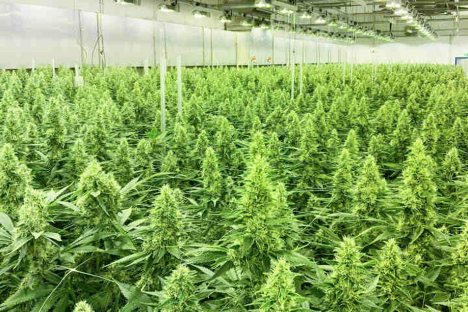 Auf einer Fläche von 100.000 Quadratmetern baut Demecan medizinisches Cannabis an - "bald" könnte es freigegeben werden, auch ohne medizinische Implikation.