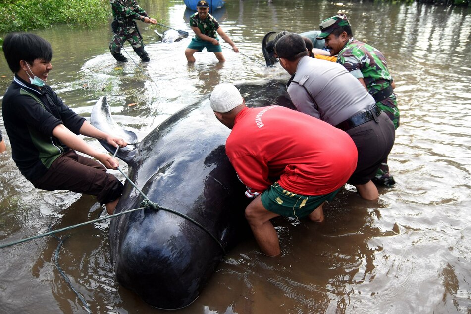 Volunteers tried to help a short-finned pilot whale that was beached during the last mass stranding in Java in 2016.