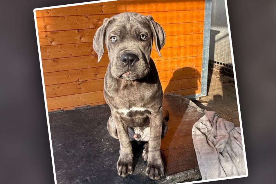 Der Junghund sucht ein Zuhause bei erfahrenen Haltern, viel Zeit haben und ihre Freizeit nicht auf der Couch verbringen.