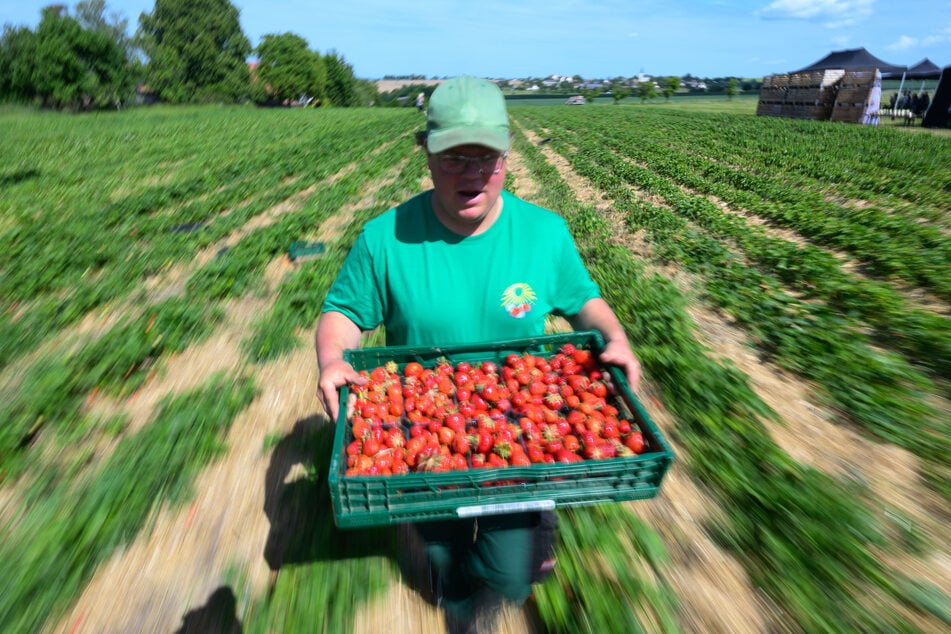 Im Obstgut Seelitz wandern die ersten reifen Erdbeeren schon in die Erntekörbchen.