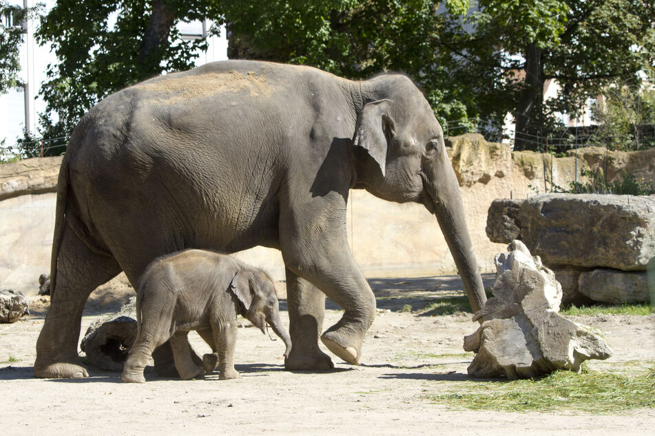 Bei den Asiatischen Elefanten im Leipziger Zoo gibt es vier Rüssel-Babys - eines davon noch ohne Namen.