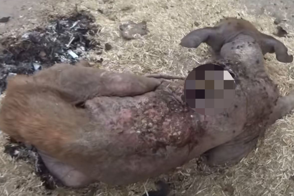Hund ist grausam entstellt, von Maden zerfressen: Erstaunlich, was dann passiert