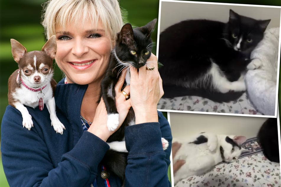 "tierisch tierisch": Katzenduo vereint besondere Geschichte, jetzt sucht es ein Zuhause