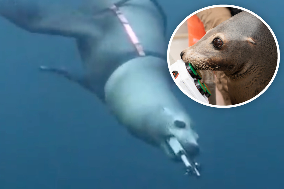 US Navy trains sea lions with the help of video games